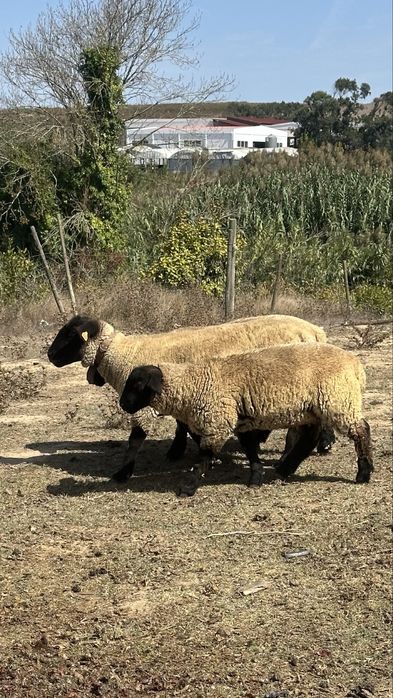 Borrega sulffolk