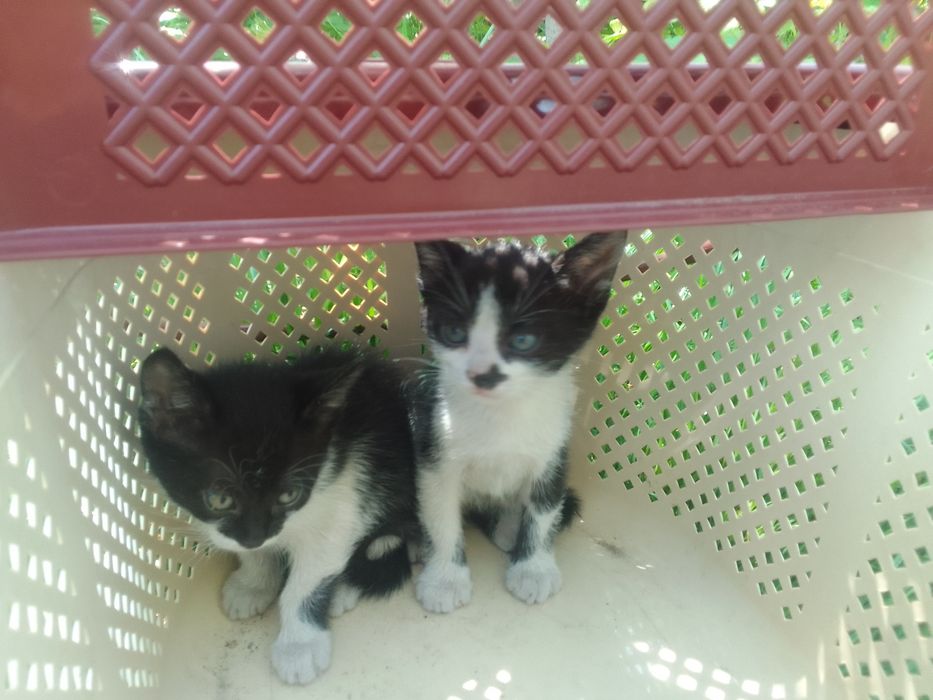 Отдам котика в хорошые руки