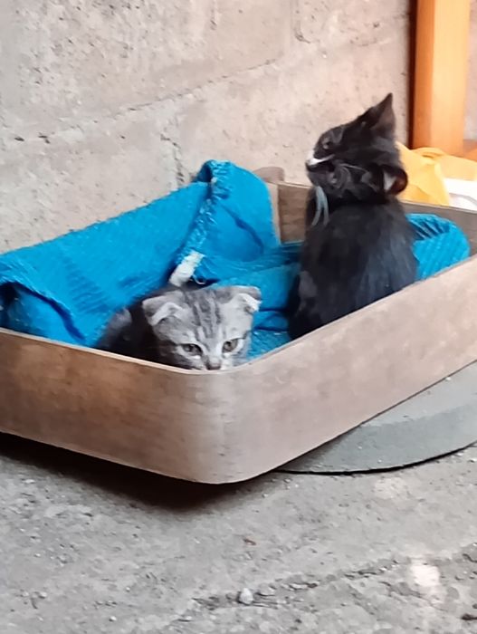 Віддам даром кошенят.3 місяця.Кривий Ріг.