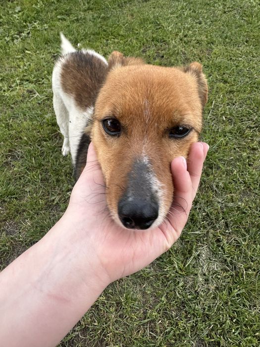 Віддам у добрі руки собаку