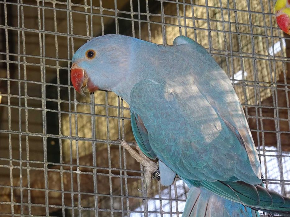 ring necks azuis e violetas