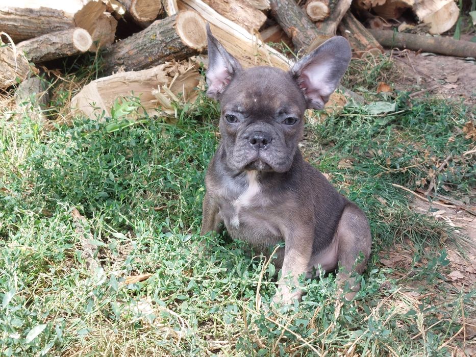 Шукає родину дівчинка французького бульдога вік 4роки