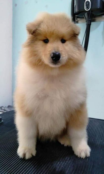 Rough collie Lassie qualidade