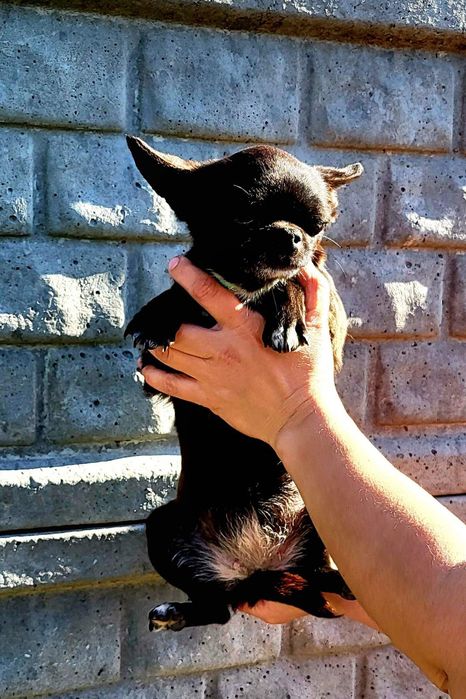 Чорна красива чішка