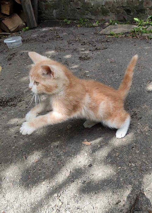Отдам рыжего мраморного котёнка