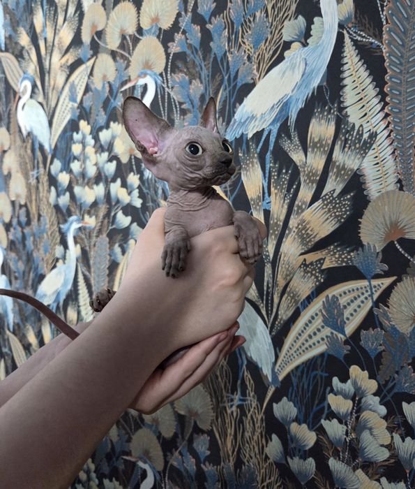 Sfinks Kanadyjski chłopczyk ROMUŚ