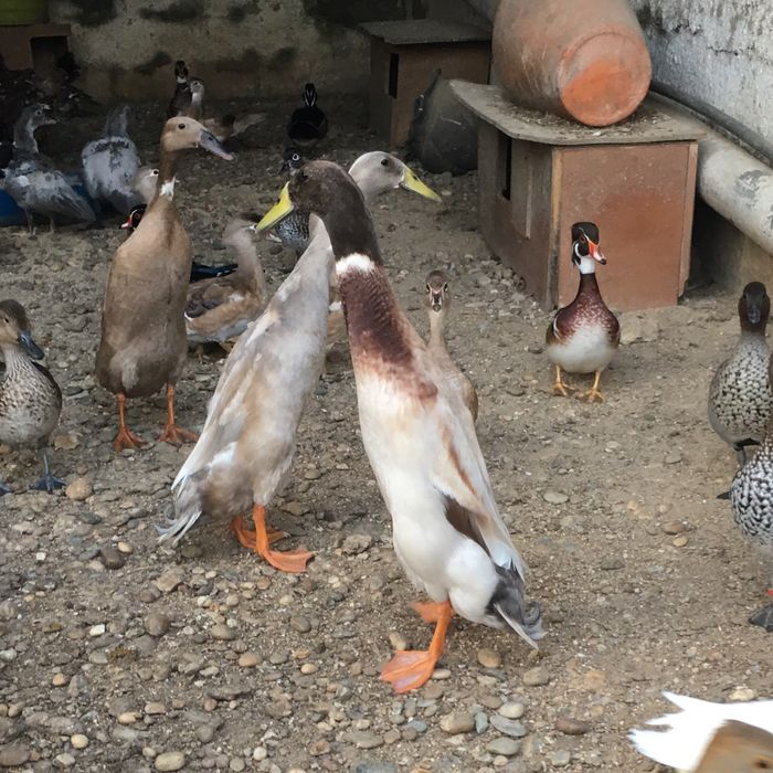 Ovos de pato de varias racas: corredor indiano/canard orpington