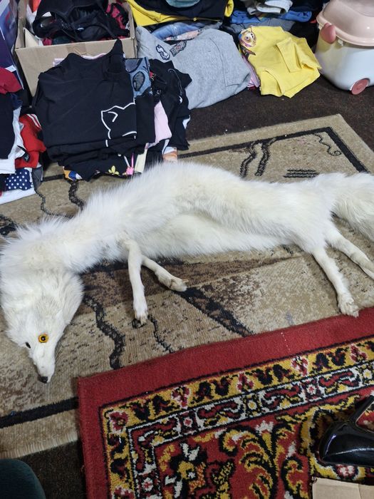 Preparowany Prawdziwy lis