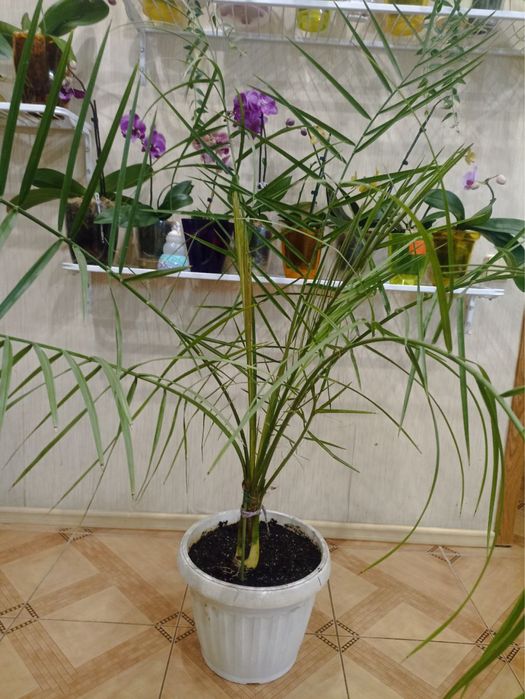 Пальма финиковая, Драцена