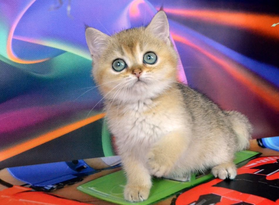 Неймовірній яскравий хлопчик золотий шиншила