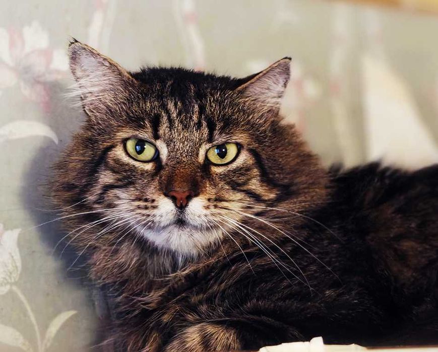 Шикарний кіт Лукас 2роки у пошках сім’ї, стерилізований