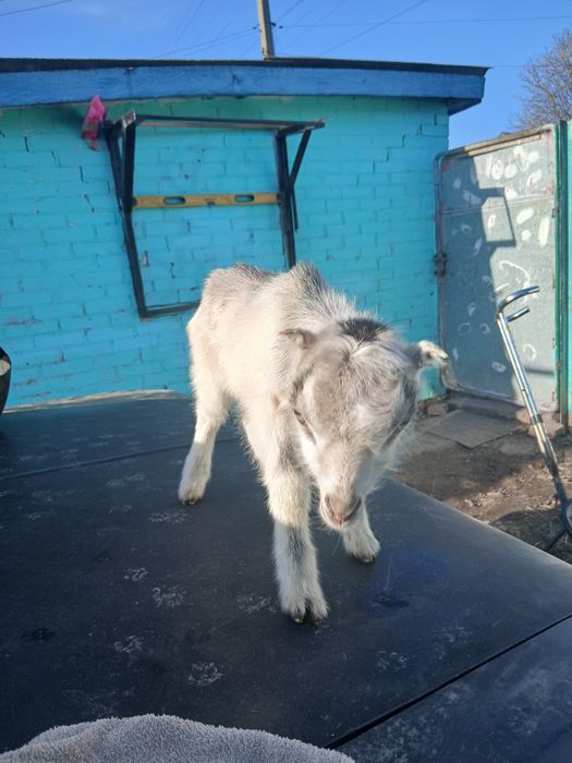 Продам козликів (Ламанча)