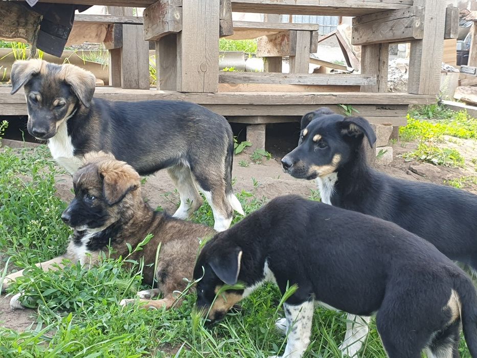 Подросшие щенки, ищут свой новый дом.