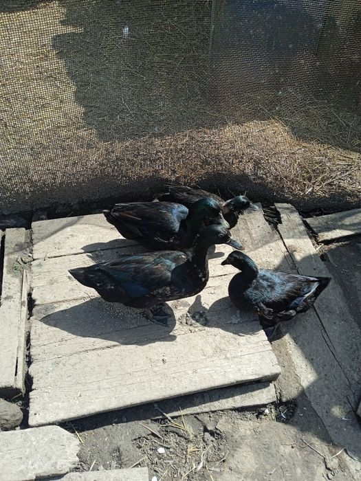 Продам. Инкубационные яйца уток каюга.