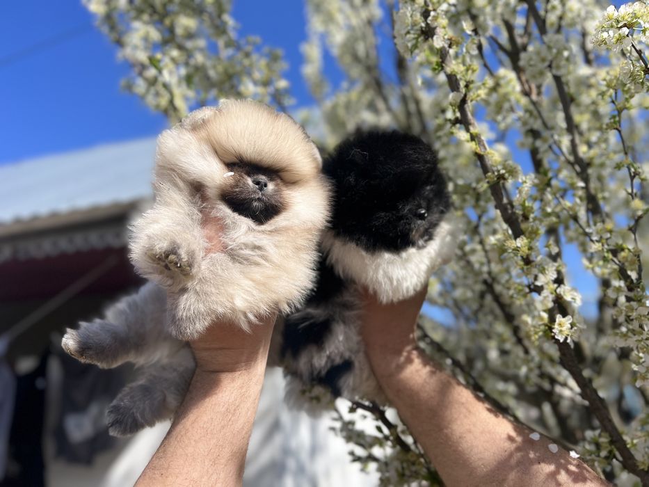 Віп дітки шпиці