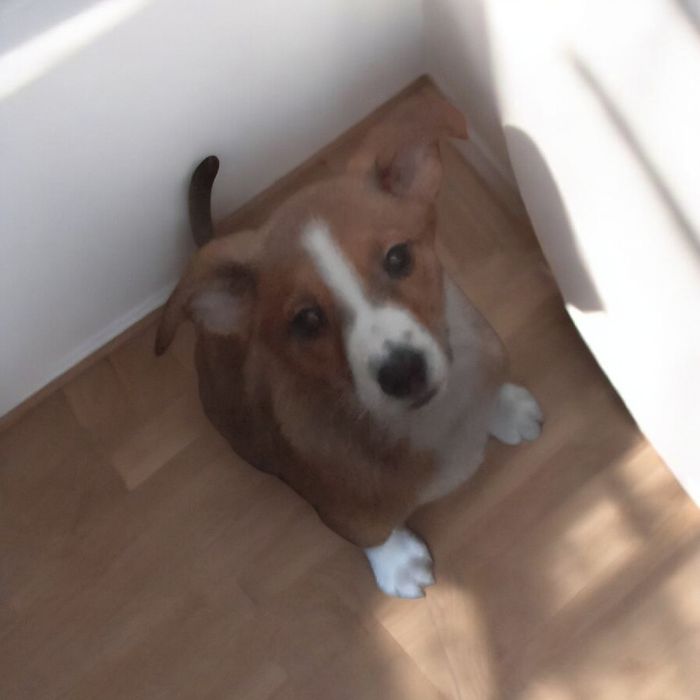 СРОЧНО щеночки-подростки ищут дом!!! Их ждет улица