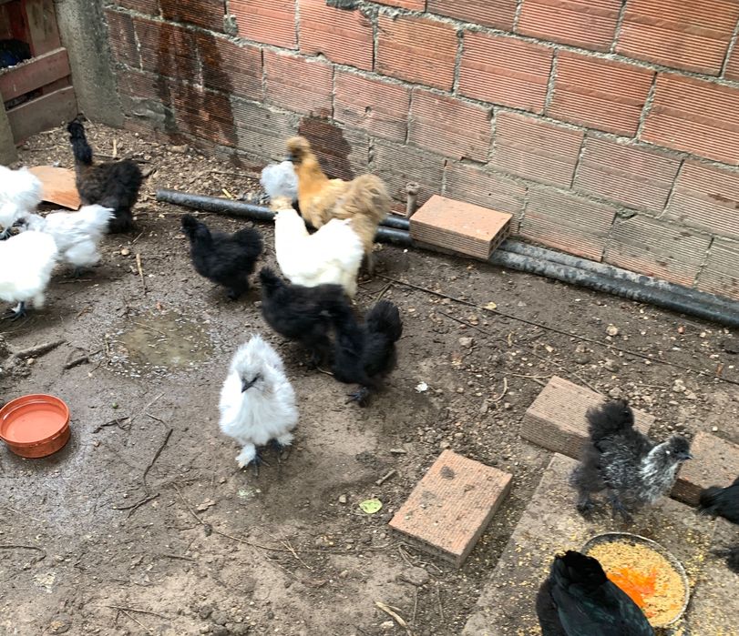 Sedosas de Japão,  com 4 meses .