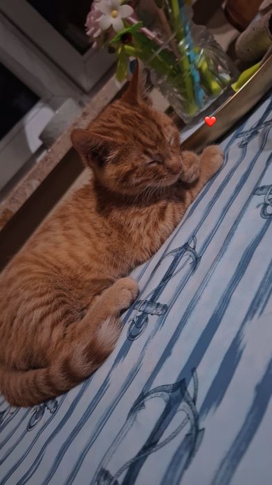 Kotek rudy uroczy