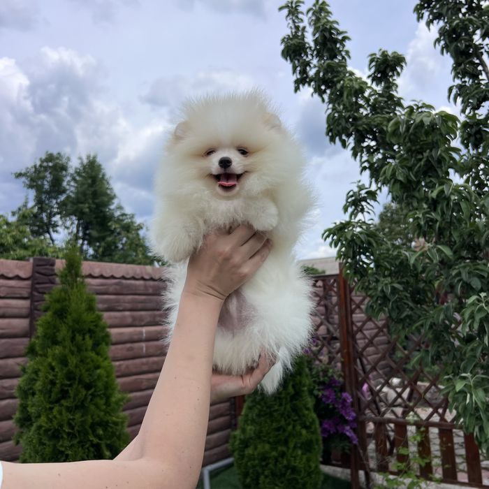 Продається хлопчик померанського шпіца