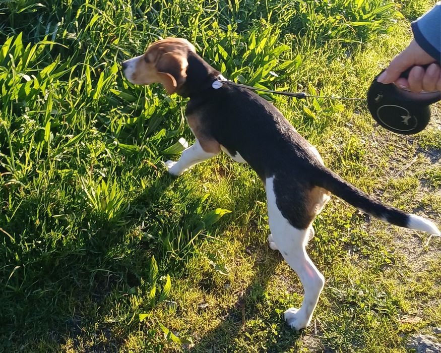 Beagle  para adoção