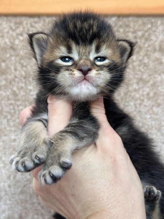 Jasmine-Kotka Maine Coon