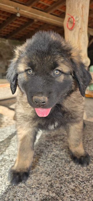 Cão Serra da Estrela c/ LOP