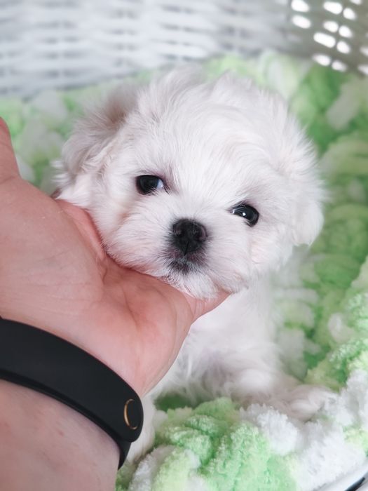 Хлопчик мальтезе