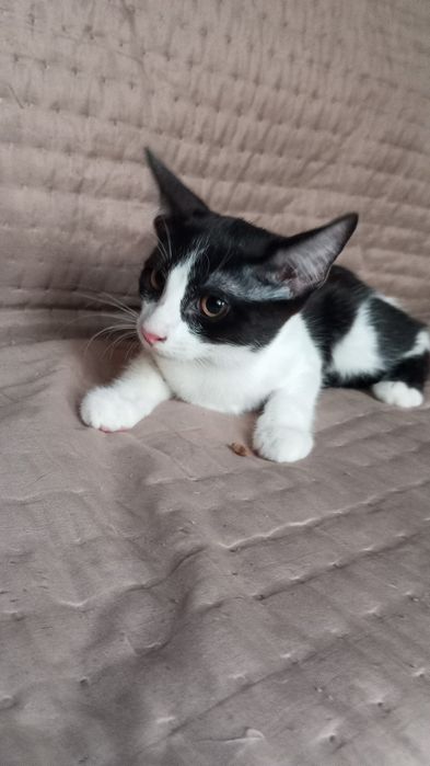 Gatos de 3 meses para adoção responsável