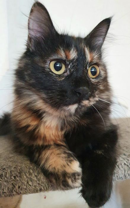 Отдам даром в добрые руки пушистую трехцветную кошечку