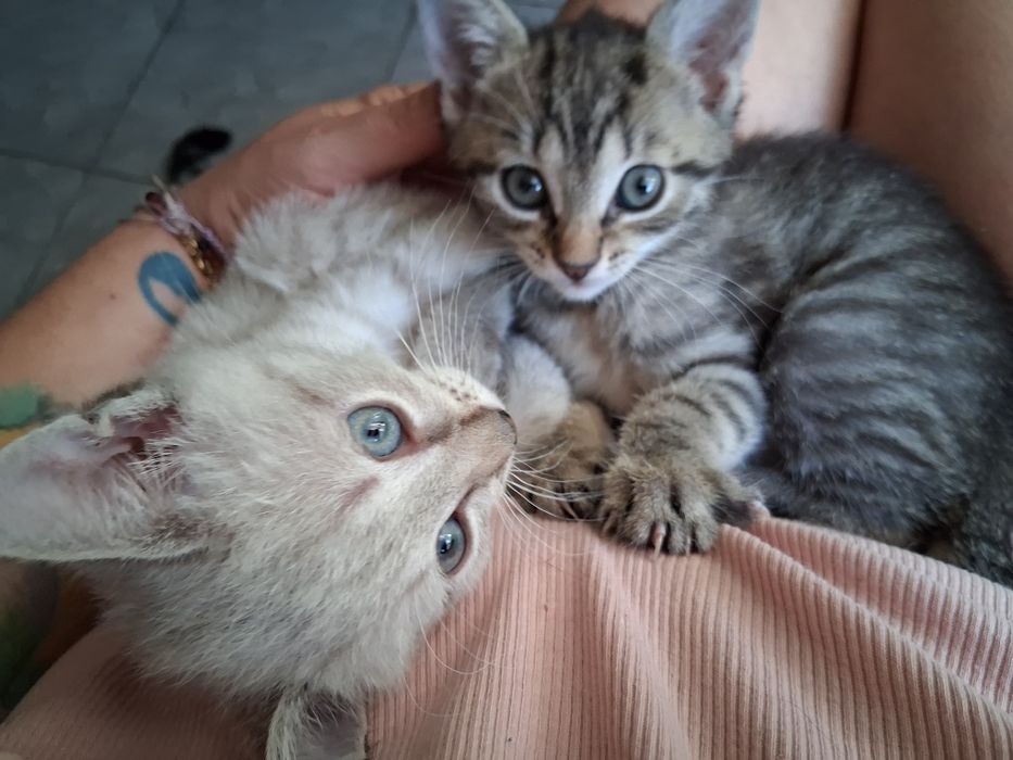 Koteczki do wspólnej adopcji