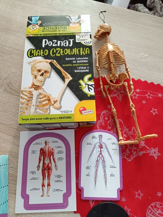 Puzzle szkielet człowieka 7-12 lat