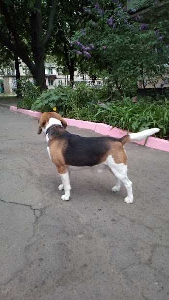 Бигль для вязки.
