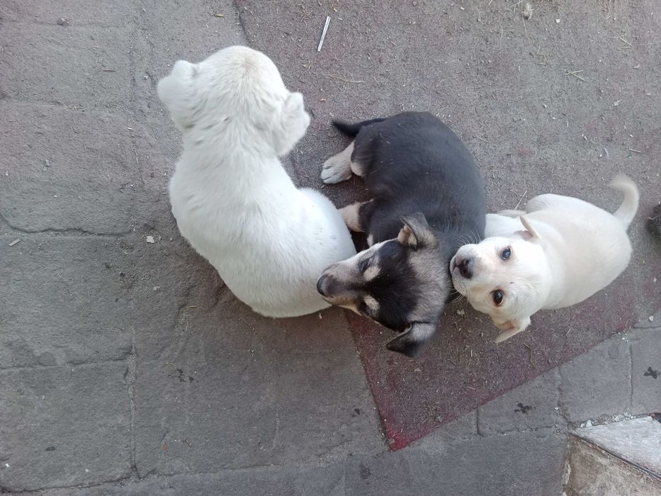 Oddam za darmo pieski