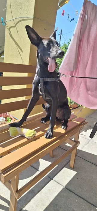 Nina, cadela de 8 meses para adoção