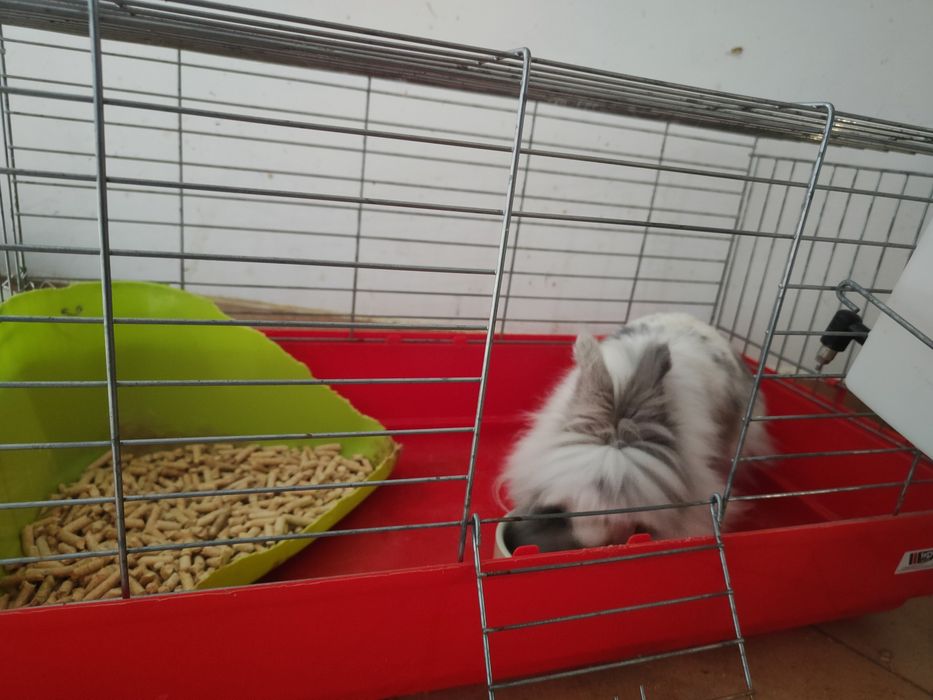 Królik miniaturka bardzo przyjazny