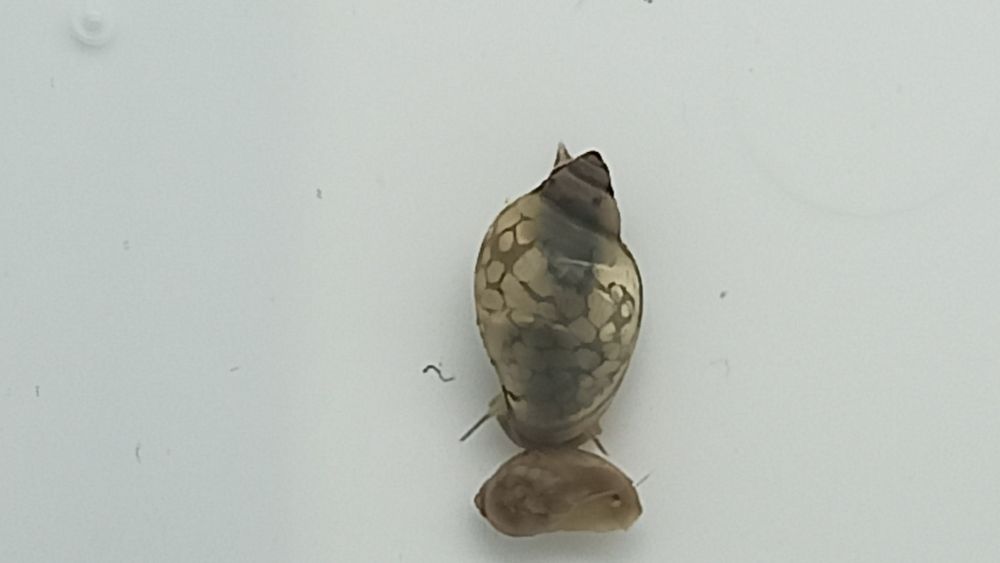Caracóis de aquário Physa