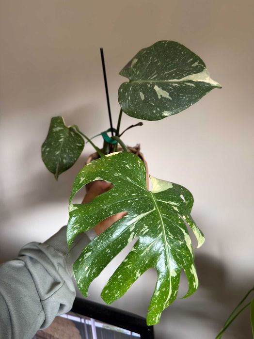 Planta Monstera Thai Constellation