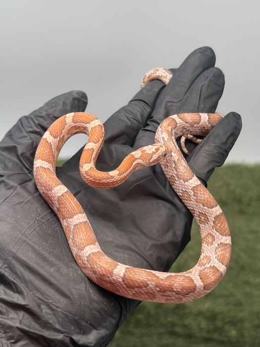 Wąż zbożowy red factor ultramel ghost samiec