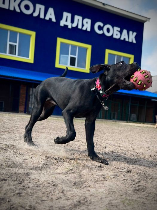 Школа Дресирування навчання Собак Тернопіль з проживанням Кінолог