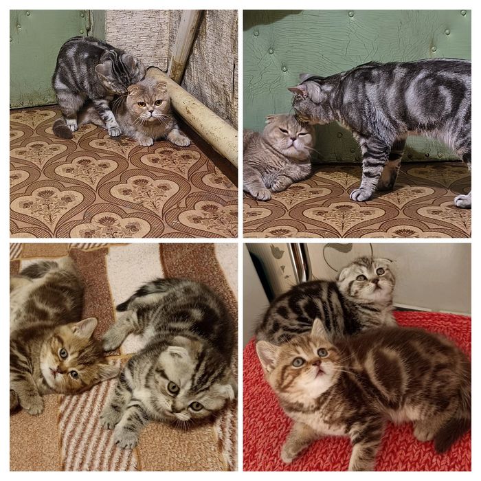В'язка кота шотландець