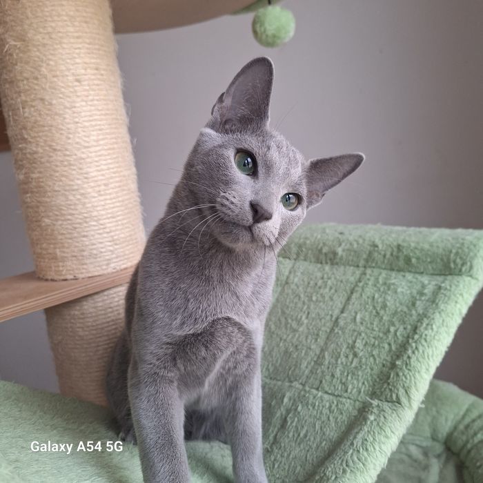 Kocurek rosyjski niebieski