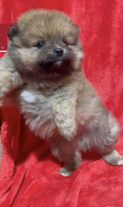 мальчик мишка померанский шпиц