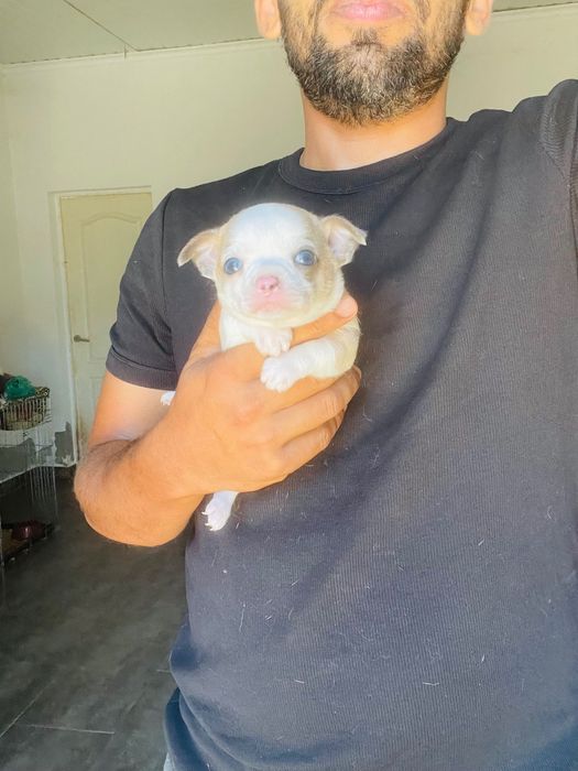 Chihuahua macho mini