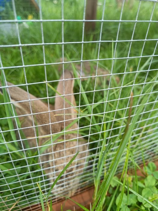 Młode Olbrzymy Belgijskie – 8 tygodni, naturalny chów!