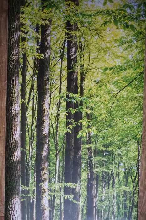 NAKLEJKA Las, Fototapeta Las, Tapeta Laminowana, Fotoroleta Las