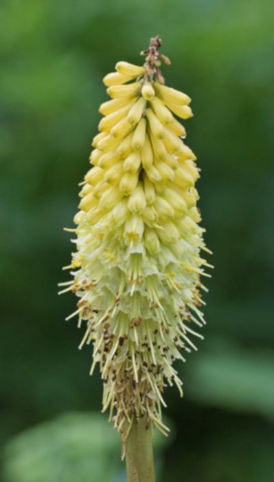 TRYTOMA CYTRYNOWA Kniphofia - sadzonki w doniczkach