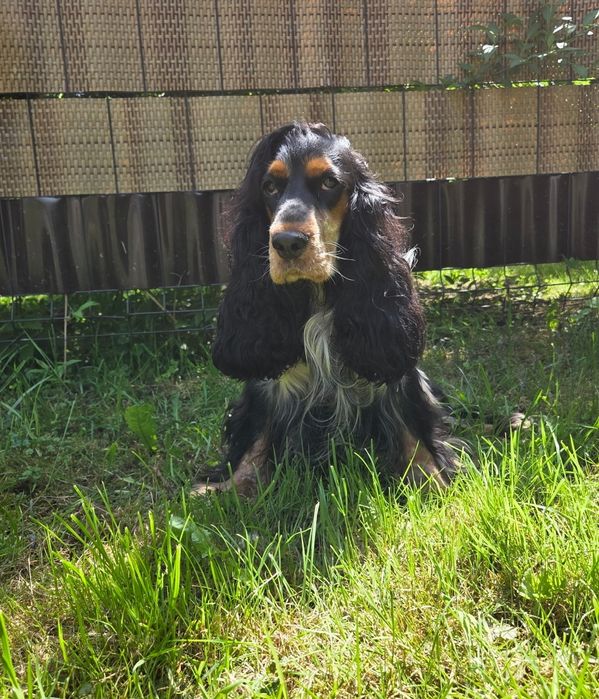 Cocker Spaniel   Angielski