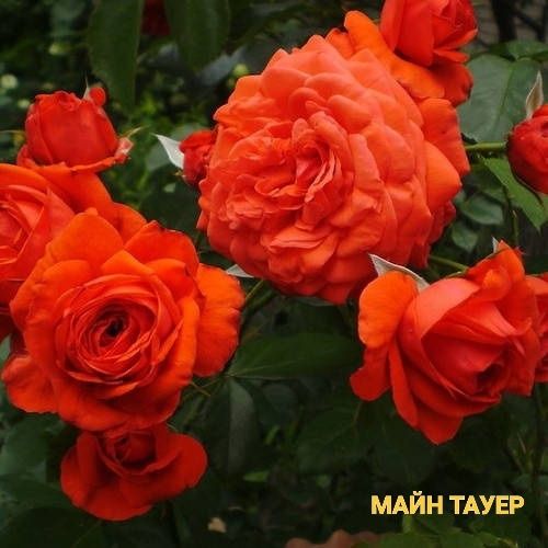 Продам саджанці плетистих троянд