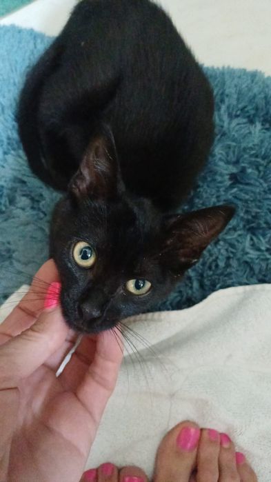 Para Adoção Responsável