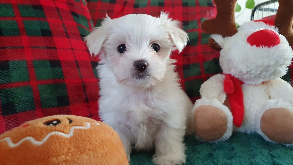 Maltańczyk sunia ZHPR UCI